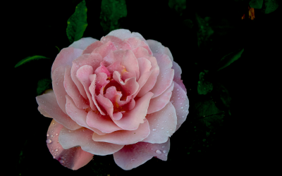 Rosa e rugiada